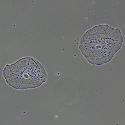fényképe MAGUS PH2 fáziskontraszt eszköz,  15