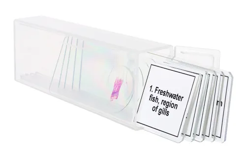 fényképe Levenhuk Discovery Prof DPS 5 mikropreparátum mintakészlet. „Kétéltűek”,  5