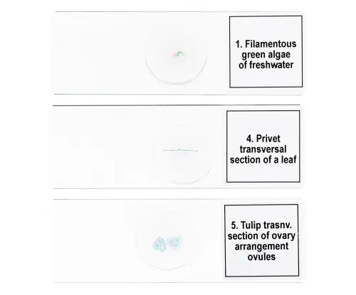 6463664 Levenhuk Discovery Prof DPS 5 mikropreparátum mintakészlet. „Biológia”,  6