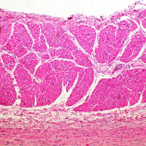 képe MAGUS Bio 260T biológiai mikroszkóp,  19