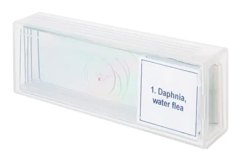 fotója Levenhuk Discovery Prof DPS 5 mikropreparátum mintakészlet. „Élet egy csepp vízben”,  4