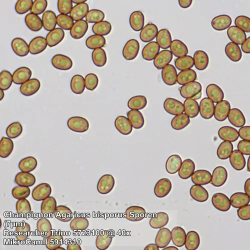 fotója Bresser Researcher Trino 40–1000x mikroszkóp,  13