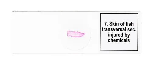 fényképe Levenhuk Discovery Prof DPS 25 mikropreparátum mintakészlet. „Biológia, madarak stb.”,  9