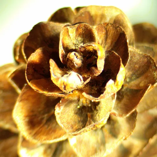 fotója MAGUS Stereo A18T sztereomikroszkóp,  2