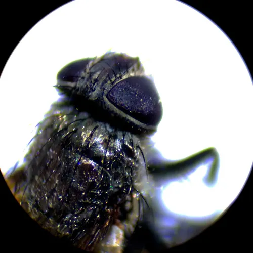 fényképe MAGUS Stereo A10 sztereomikroszkóp,  18