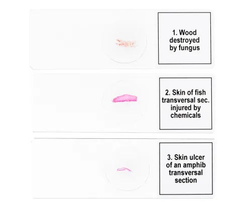 képe Levenhuk Discovery Prof DPS 5 mikropreparátum mintakészlet. „Mutációk”,  6