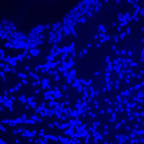 fotója MAGUS Lum D470L fluoreszcens digitális mikroszkóp,  27