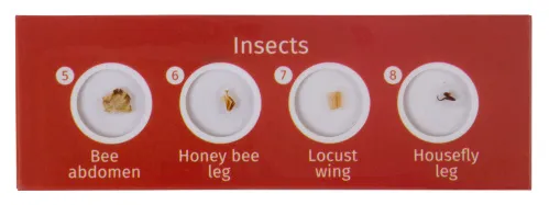 fényképe Levenhuk LabZZ C12 Élőlények – előkészített tárgylemez-készlet,  3