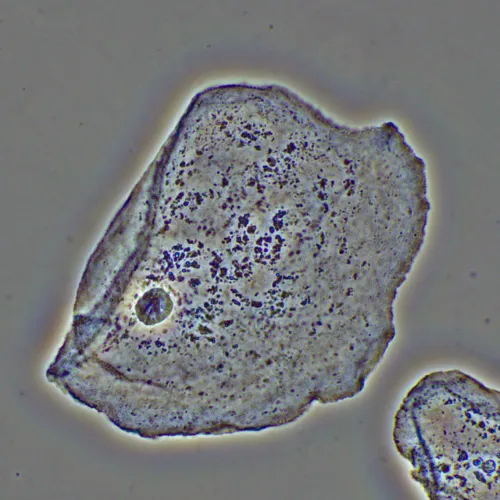fényképe MAGUS PH2 fáziskontraszt eszköz,  16