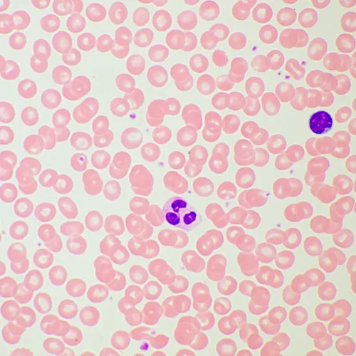 képe MAGUS Bio 260T biológiai mikroszkóp,  21
