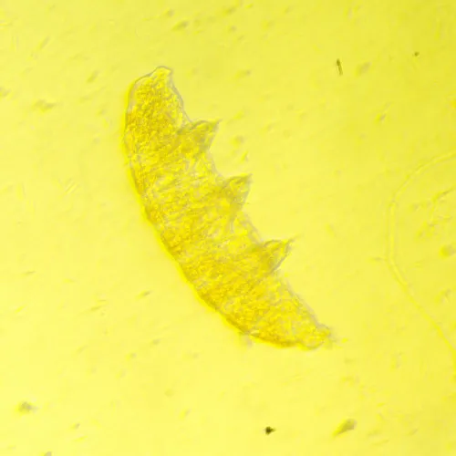 fényképe MAGUS Bio VD350 LCD biológiai fordított digitális mikroszkóp,  25