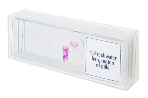 fényképe Levenhuk Discovery Prof DPS 5 mikropreparátum mintakészlet. „Kétéltűek”,  4