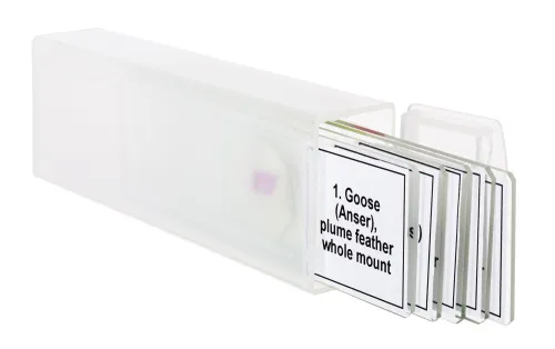 6463664 Levenhuk Discovery Prof DPS 5 mikropreparátum mintakészlet. „Madarak”,  5