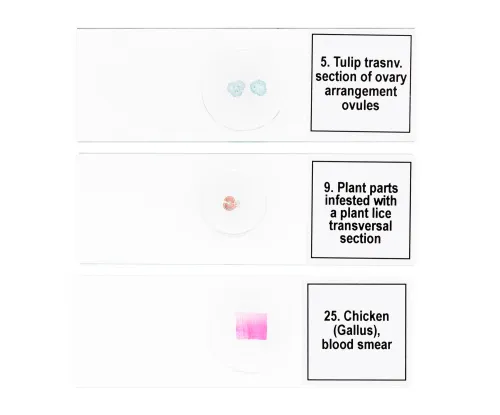 fényképe Levenhuk Discovery Prof DPS 25 mikropreparátum mintakészlet. „Biológia, madarak stb.”,  8