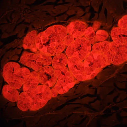 képe MAGUS Lum 460L fluoreszcens mikroszkóp,  22
