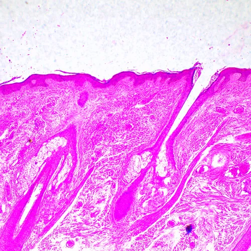 fotója MAGUS Bio 290T biológiai mikroszkóp,  23