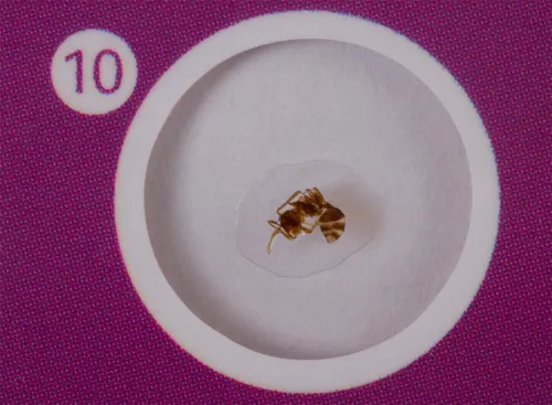 fényképe Levenhuk LabZZ C12 Élőlények – előkészített tárgylemez-készlet,  6