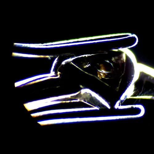 fényképe MAGUS Stereo D7T PLUS digitális sztereomikroszkóp,  22