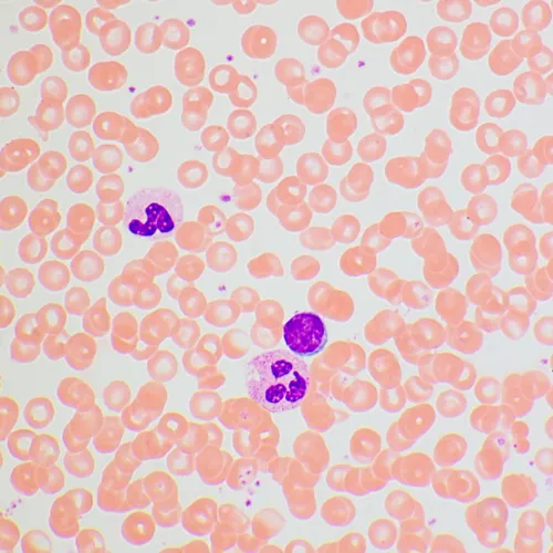 képe MAGUS Bio 270T biológiai mikroszkóp,  25