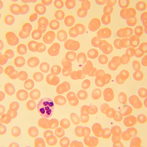 képe MAGUS Bio 230T biológiai mikroszkóp,  21