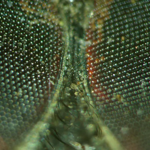 fotója MAGUS Stereo A18T sztereomikroszkóp,  5