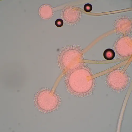 képe MAGUS Bio 270T biológiai mikroszkóp,  22