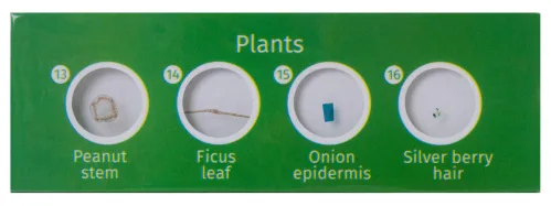 fotója Levenhuk LabZZ P12 Növények – előkészített tárgylemez-készlet,  2