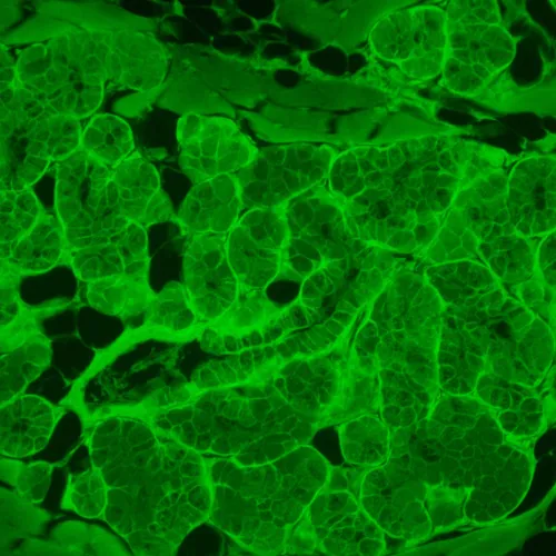 képe MAGUS Lum VD500L LCD fluoreszcens fordított digitális mikroszkóp,  23