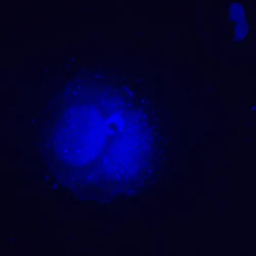 képe MAGUS Lum VD500L LCD fluoreszcens fordított digitális mikroszkóp,  25