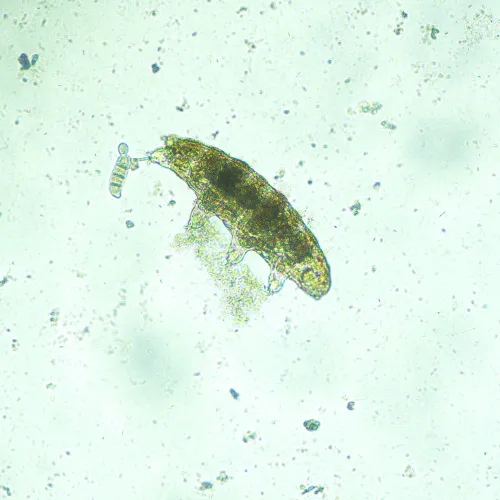 képe MAGUS Bio VD300 LCD biológiai fordított digitális  mikroszkóp,  20