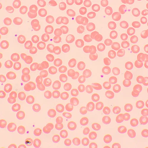 képe MAGUS Bio 250TL biológiai mikroszkóp,  12