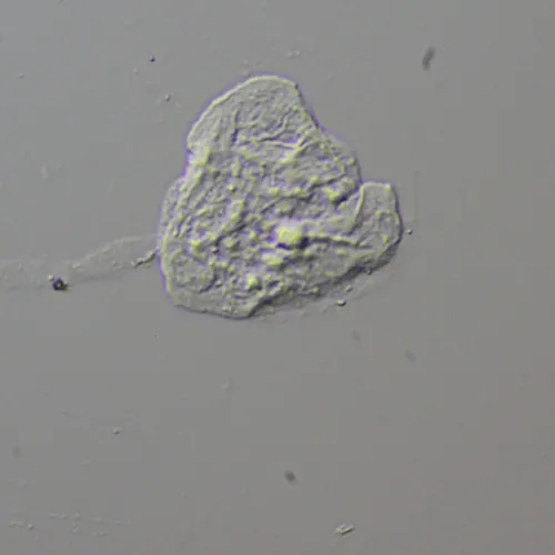 fényképe MAGUS DIC290 tartozékkészlet,  13