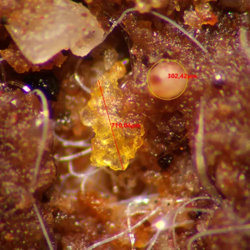 fényképe MAGUS Stereo A10 sztereomikroszkóp,  15