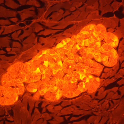 fotója MAGUS Lum D470L fluoreszcens digitális mikroszkóp,  29