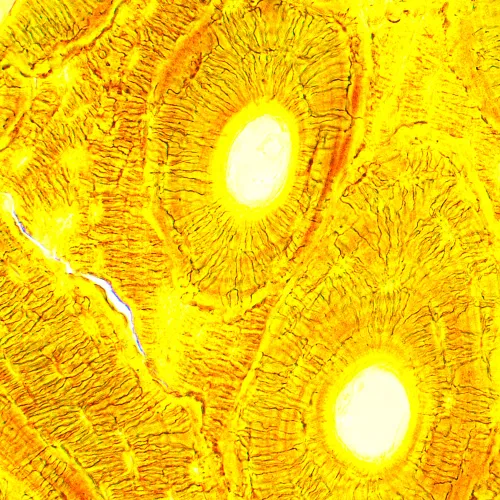 képe MAGUS Bio 250B biológiai mikroszkóp,  21