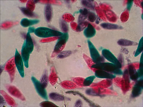 fényképe Levenhuk N18 NG előkészített tárgylemezkészlet,  10