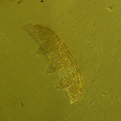 képe MAGUS Bio VD360 LCD biológiai fordított digitális mikroszkóp,  29