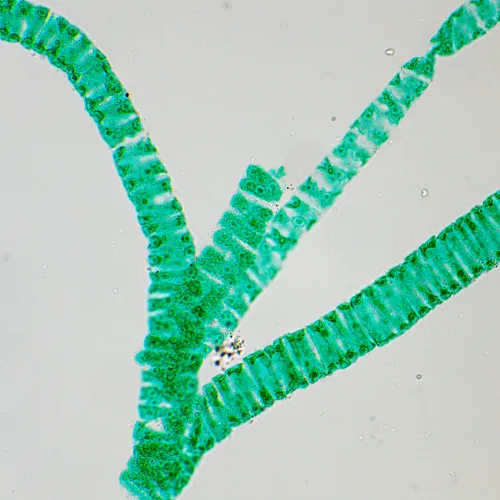 képe MAGUS Bio D250T biológiai digitális mikroszkóp,  29