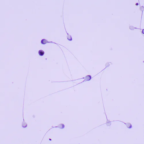 képe MAGUS Bio 260T biológiai mikroszkóp,  23