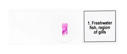 fényképe Levenhuk Discovery Prof DPS 5 mikropreparátum mintakészlet. „Kétéltűek”,  7