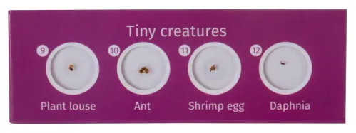 fényképe Levenhuk LabZZ C12 Élőlények – előkészített tárgylemez-készlet,  4