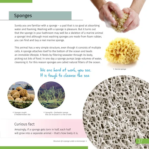 képe Láthatatlan világ. Ismeretterjesztő könyv,  7