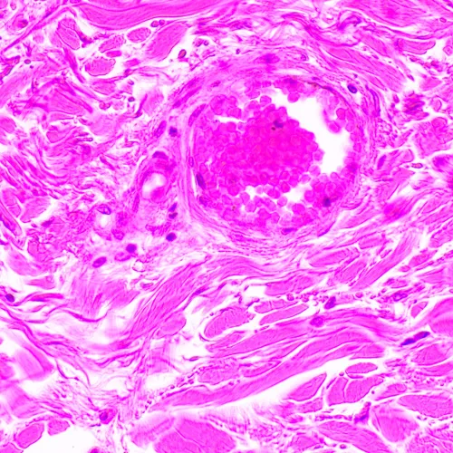 fotója MAGUS Bio 290T biológiai mikroszkóp,  24