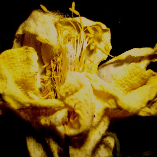 fotója MAGUS Stereo 9T sztereomikroszkóp,  23