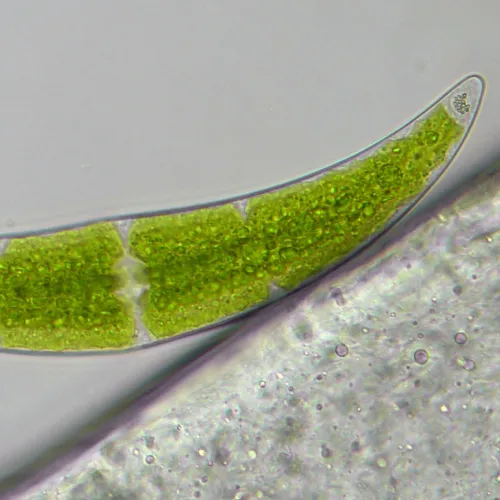 fotója Bresser Researcher Trino 40–1000x mikroszkóp,  16