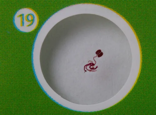 fotója Levenhuk LabZZ P12 Növények – előkészített tárgylemez-készlet,  6