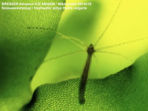 6463664 Bresser Advance ICD 10x-160x mikroszkóp,  5