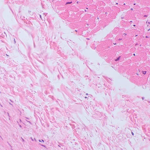 képe MAGUS Bio 250TL biológiai mikroszkóp,  23