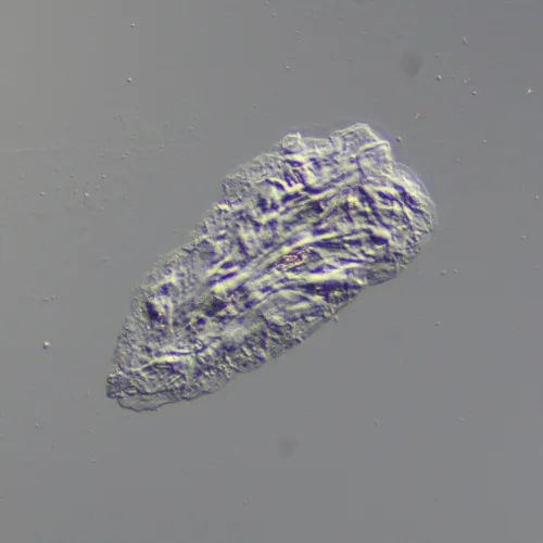 fényképe MAGUS DIC290 tartozékkészlet,  9