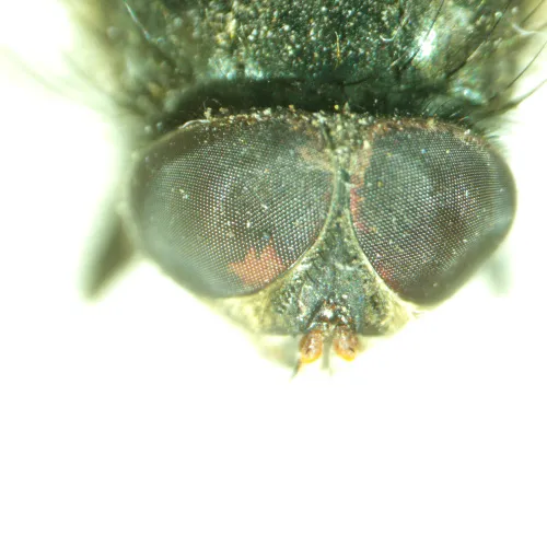 fotója  MAGUS Stereo A8 sztereomikroszkóp,  14